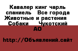 Кавалер кинг чарль спаниель - Все города Животные и растения » Собаки   . Чукотский АО